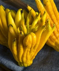 Brighter Blooms Buddha's Hand Citron Tree 9 Brighter Blooms Buddha's Hand Citron Tree