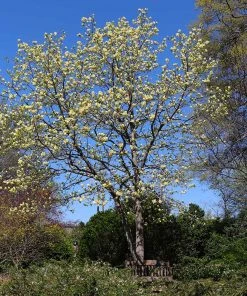 Brighter Blooms Butterfly Magnolia Tree 6 Brighter Blooms Butterfly Magnolia Tree