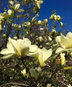 Brighter Blooms Butterfly Magnolia Tree