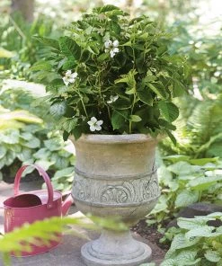 Brighter Blooms Fruit Trees Bushel And Berry® Baby Cakes Blackberry® Bush 7 Brighter Blooms Fruit Trees Bushel And Berry® Baby Cakes Blackberry® Bush