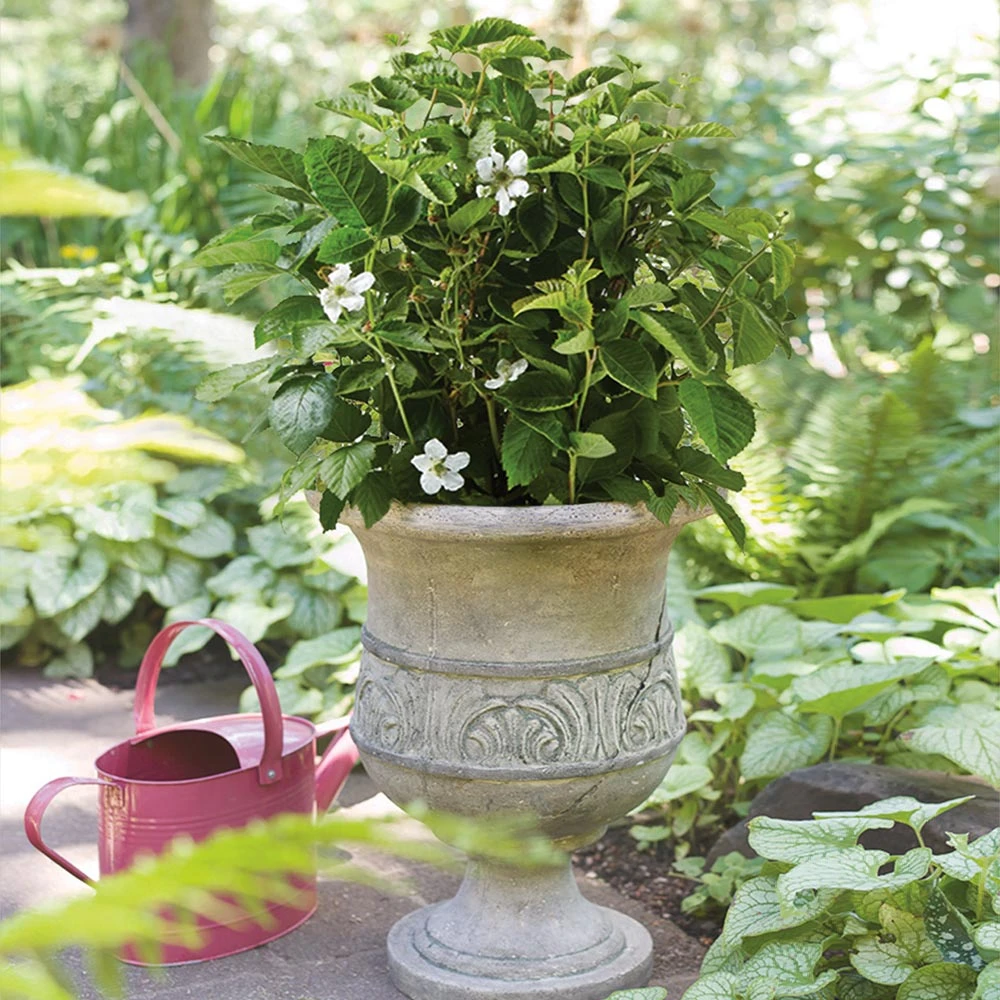 Brighter Blooms Fruit Trees Bushel And Berry® Baby Cakes Blackberry® Bush 3 Brighter Blooms Fruit Trees Bushel And Berry® Baby Cakes Blackberry® Bush