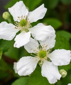 Brighter Blooms Fruit Trees Bushel And Berry® Baby Cakes Blackberry® Bush 8 Brighter Blooms Fruit Trees Bushel And Berry® Baby Cakes Blackberry® Bush