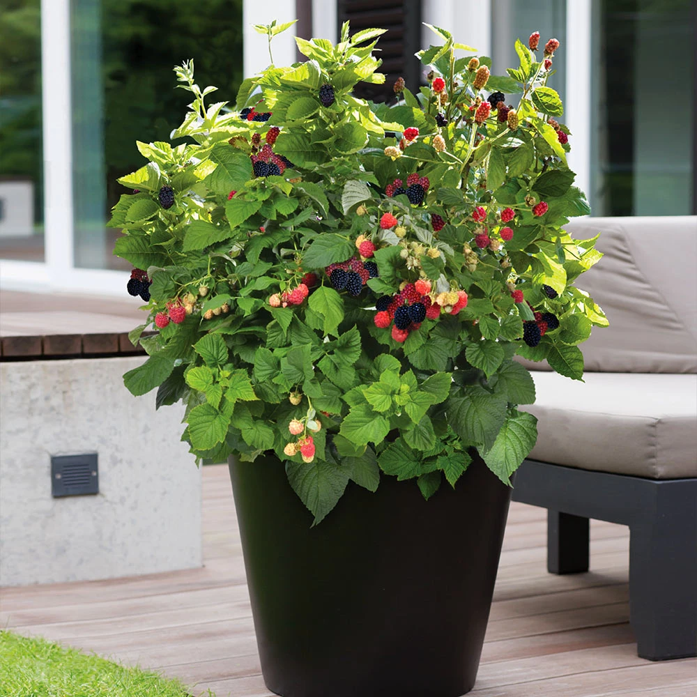 Brighter Blooms Fruit Trees Bushel And Berry® Baby Cakes Blackberry® Bush 5 Brighter Blooms Fruit Trees Bushel And Berry® Baby Cakes Blackberry® Bush