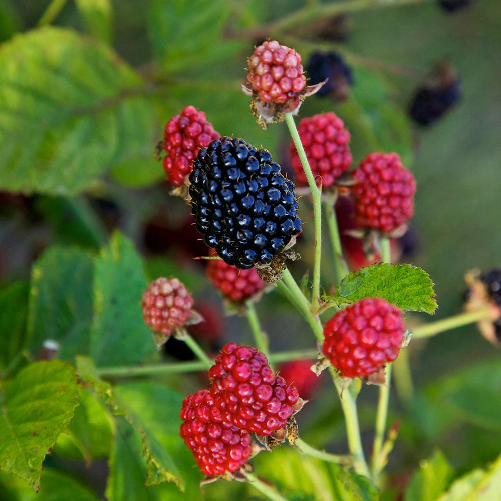 Brighter Blooms Fruit Trees Bushel And Berry® Baby Cakes Blackberry® Bush 2 Brighter Blooms Fruit Trees Bushel And Berry® Baby Cakes Blackberry® Bush