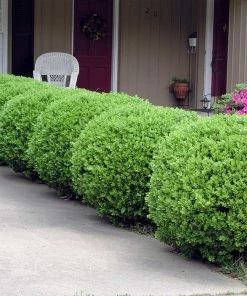Brighter Blooms Baby Gem™ Boxwood Shrub 9 Brighter Blooms Baby Gem™ Boxwood Shrub