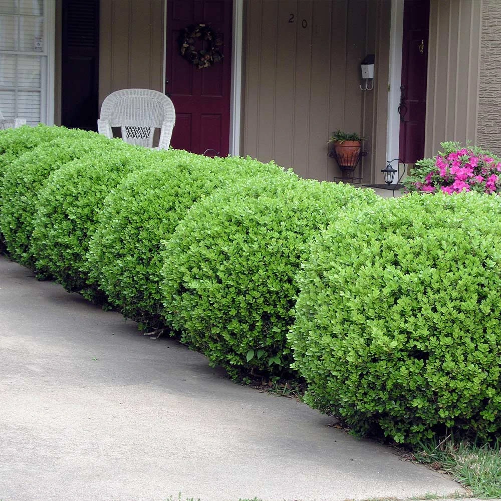 Brighter Blooms Baby Gem™ Boxwood Shrub 5 Brighter Blooms Baby Gem™ Boxwood Shrub