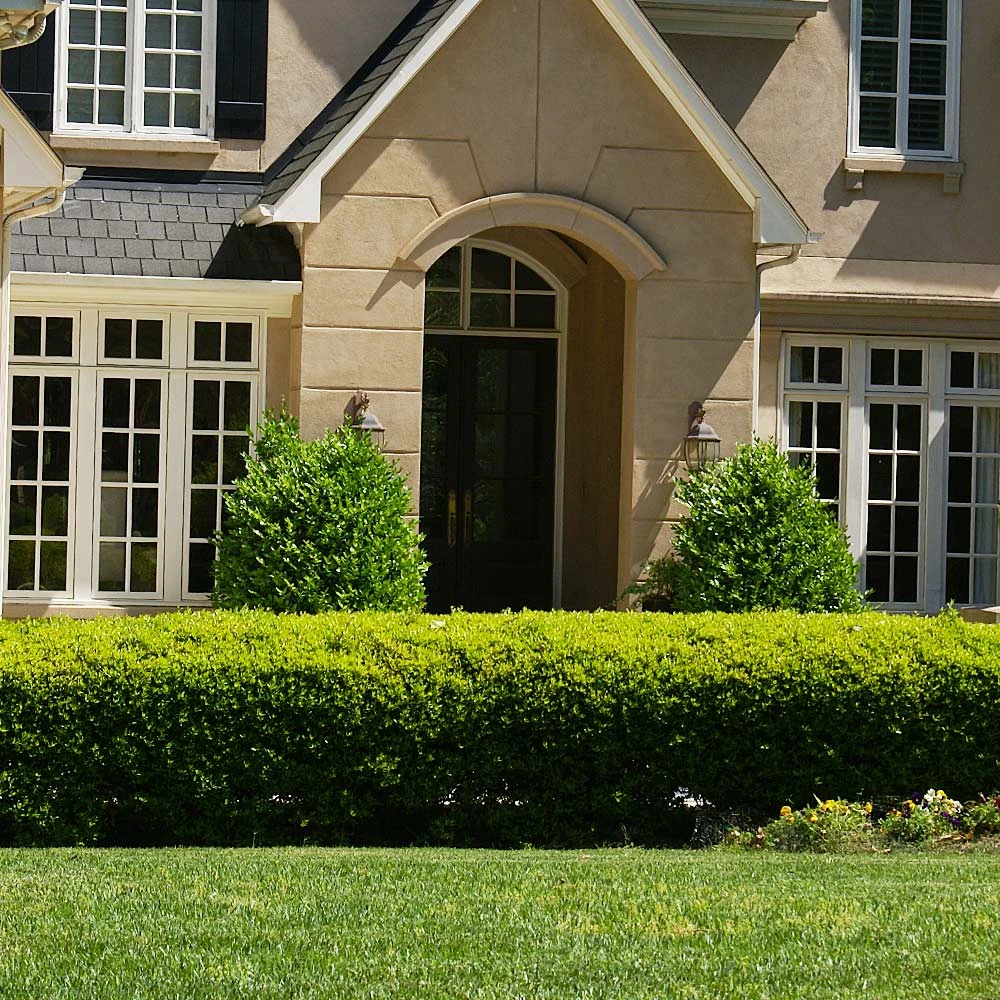 Brighter Blooms Baby Gem™ Boxwood Shrub 3 Brighter Blooms Baby Gem™ Boxwood Shrub