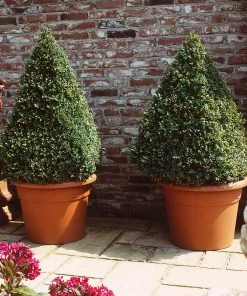 Brighter Blooms Baby Gem™ Boxwood Shrub 8 Brighter Blooms Baby Gem™ Boxwood Shrub