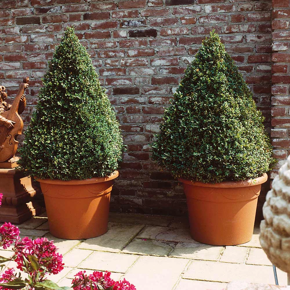 Brighter Blooms Baby Gem™ Boxwood Shrub 4 Brighter Blooms Baby Gem™ Boxwood Shrub