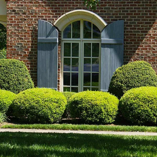 Brighter Blooms Baby Gem™ Boxwood Shrub 1 Brighter Blooms Baby Gem™ Boxwood Shrub