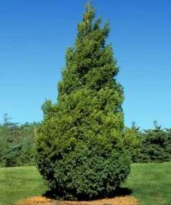 Brighter Blooms Baby Giant Thuja Tree Evergreen & Privacy