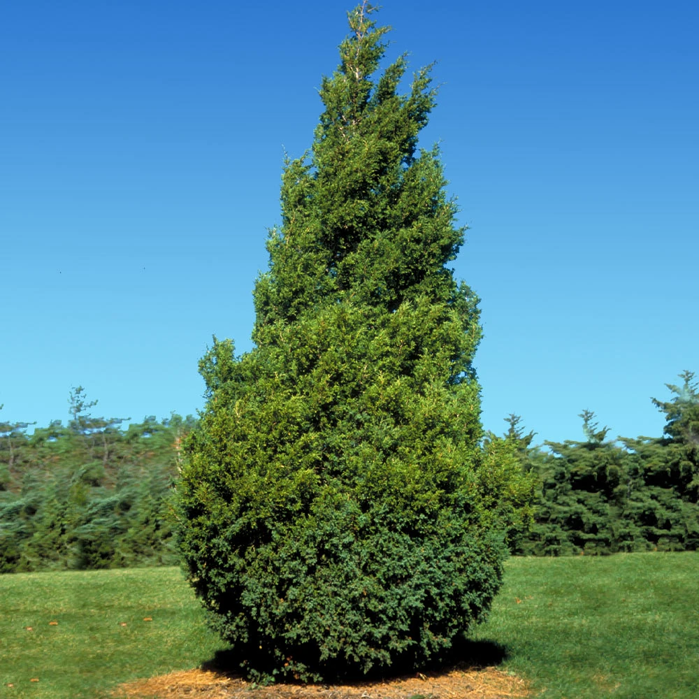 Brighter Blooms Baby Giant Thuja Tree Evergreen & Privacy 2 Brighter Blooms Baby Giant Thuja Tree Evergreen & Privacy