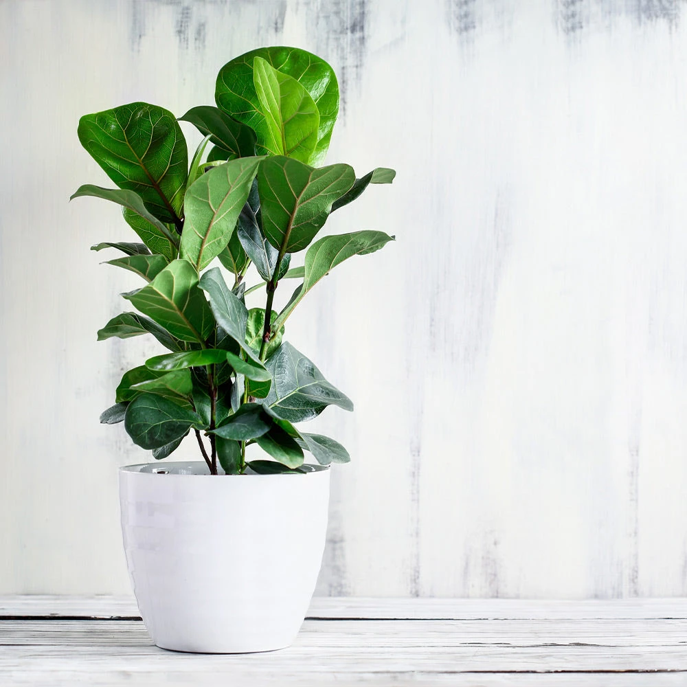 Brighter Blooms Bambino Fiddle Leaf Fig SHOP ALL 2 Brighter Blooms Bambino Fiddle Leaf Fig SHOP ALL