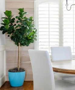 Brighter Blooms Bambino Fiddle Leaf Fig SHOP ALL 6 Brighter Blooms Bambino Fiddle Leaf Fig SHOP ALL