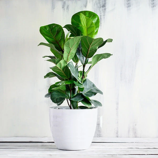 Brighter Blooms Bambino Fiddle Leaf Fig SHOP ALL 1 Brighter Blooms Bambino Fiddle Leaf Fig SHOP ALL