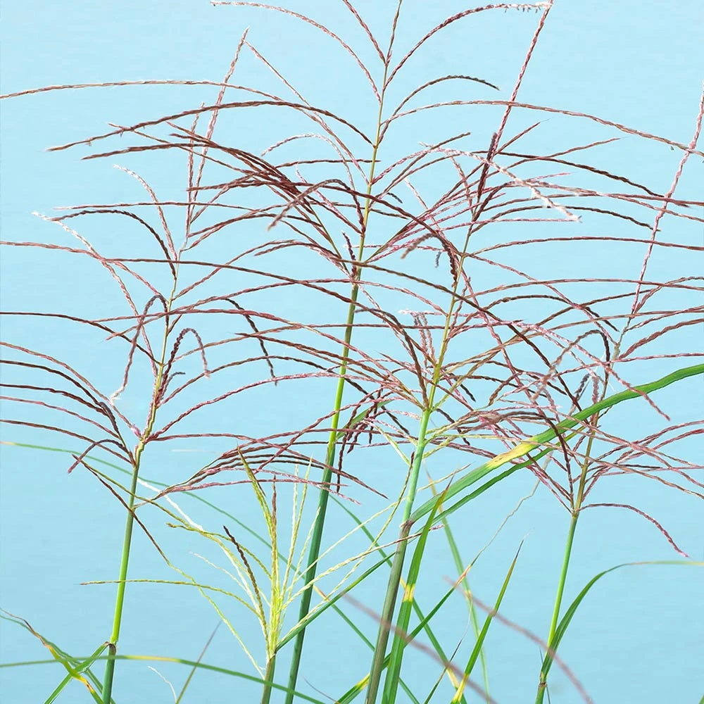 Brighter Blooms Miscanthus Bandwidth (Chinese Silver Grass) 3 Brighter Blooms Miscanthus Bandwidth (Chinese Silver Grass)