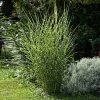 Brighter Blooms Miscanthus Bandwidth (Chinese Silver Grass)