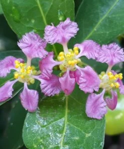 Brighter Blooms Fruit Trees Barbados (Acerola) Cherry 7 Brighter Blooms Fruit Trees Barbados (Acerola) Cherry