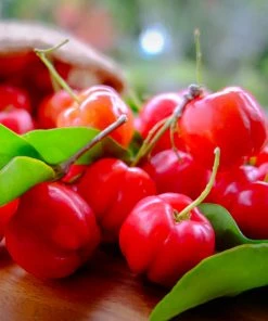 Brighter Blooms Fruit Trees Barbados (Acerola) Cherry 6 Brighter Blooms Fruit Trees Barbados (Acerola) Cherry
