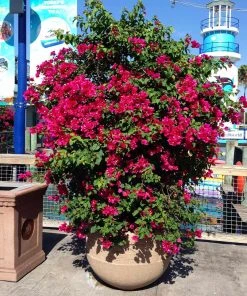 Brighter Blooms Barbara Karst Bougainvillea SHOP ALL 13 Brighter Blooms Barbara Karst Bougainvillea SHOP ALL