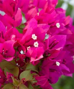 Brighter Blooms Barbara Karst Bougainvillea SHOP ALL 10 Brighter Blooms Barbara Karst Bougainvillea SHOP ALL