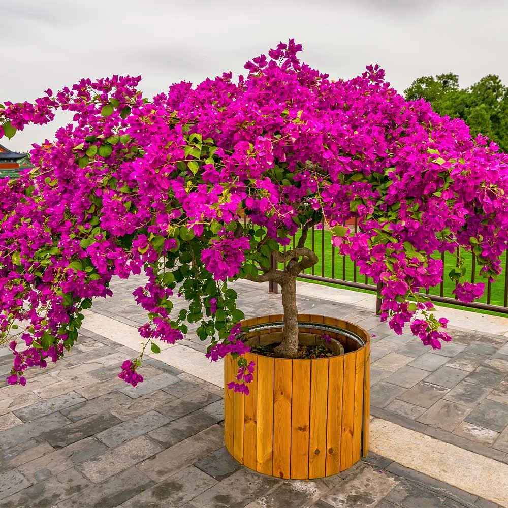 Brighter Blooms Barbara Karst Bougainvillea SHOP ALL 6 Brighter Blooms Barbara Karst Bougainvillea SHOP ALL