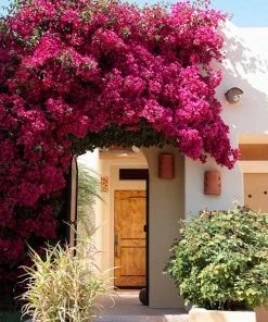 Brighter Blooms New Patio Plants Barbara Karst Bougainvillea