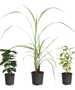 Brighter Blooms Barista Kit