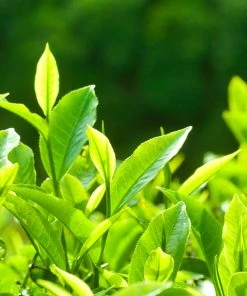 Brighter Blooms Barista Kit