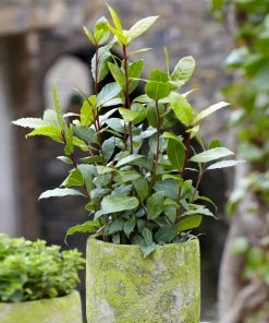 Brighter Blooms Bay Laurel Evergreen & Privacy 8 Brighter Blooms Bay Laurel Evergreen & Privacy