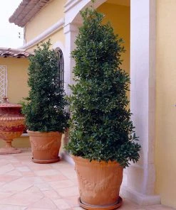 Brighter Blooms Evergreen & Privacy Bay Laurel Tree