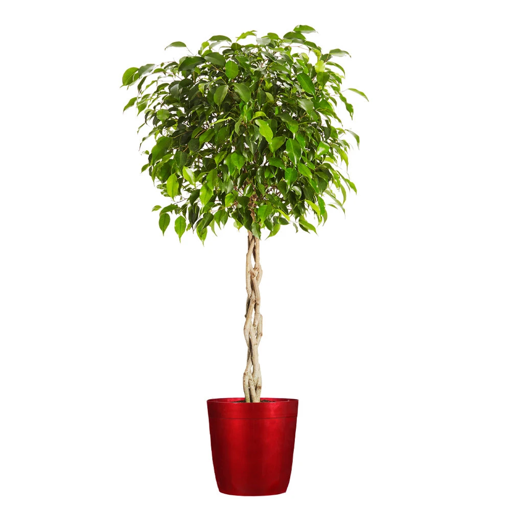 Brighter Blooms Benjamina Ficus Tree SHOP ALL 8 Brighter Blooms Benjamina Ficus Tree SHOP ALL