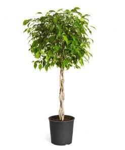 Brighter Blooms Benjamina Ficus Tree SHOP ALL 14 Brighter Blooms Benjamina Ficus Tree SHOP ALL
