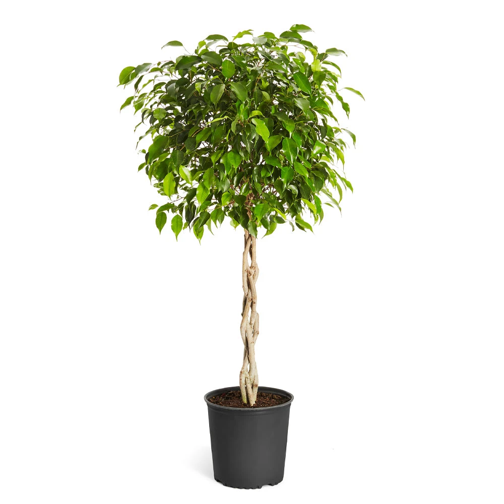 Brighter Blooms Benjamina Ficus Tree SHOP ALL 6 Brighter Blooms Benjamina Ficus Tree SHOP ALL