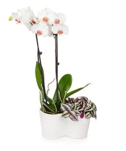 Brighter Blooms White Orchid And Zebrina Plant SHOP ALL