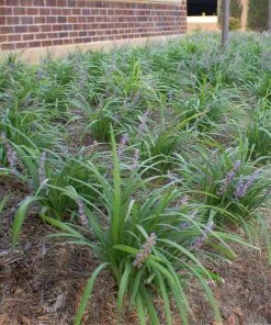 Brighter Blooms Big Blue Liriope Plant Ornamental Grasses 6 Brighter Blooms Big Blue Liriope Plant Ornamental Grasses