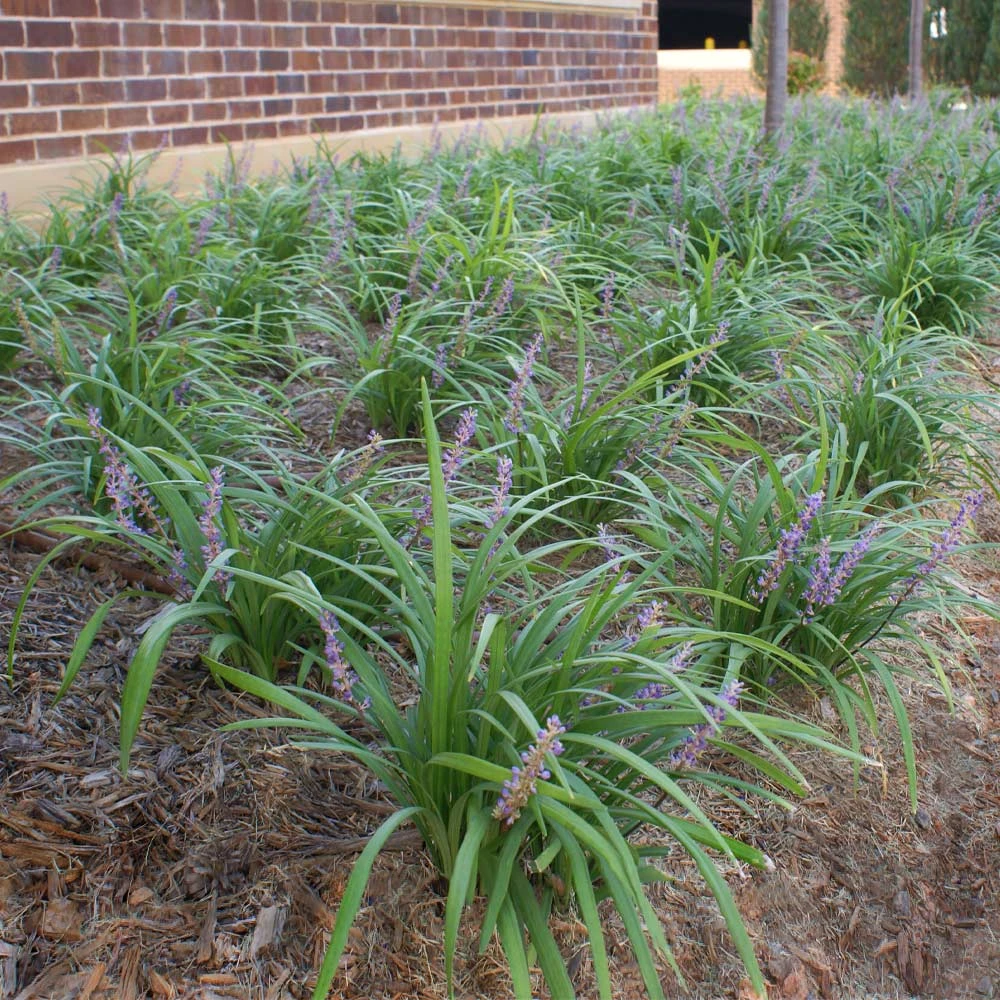 Brighter Blooms Big Blue Liriope Plant Ornamental Grasses 3 Brighter Blooms Big Blue Liriope Plant Ornamental Grasses