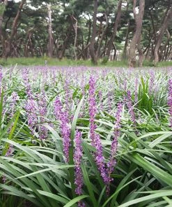 Brighter Blooms Big Blue Liriope Plant Ornamental Grasses