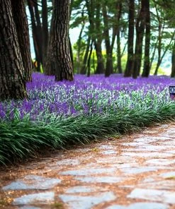 Brighter Blooms Big Blue Liriope Plant Ornamental Grasses 7 Brighter Blooms Big Blue Liriope Plant Ornamental Grasses