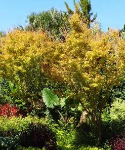 Brighter Blooms Japanese Maples Bihou Japanese Maple Tree 8 Brighter Blooms Japanese Maples Bihou Japanese Maple Tree