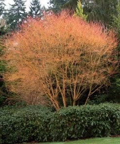 Brighter Blooms Japanese Maples Bihou Japanese Maple Tree 9 Brighter Blooms Japanese Maples Bihou Japanese Maple Tree