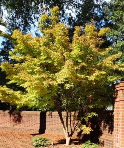 Brighter Blooms Japanese Maples Bihou Japanese Maple Tree