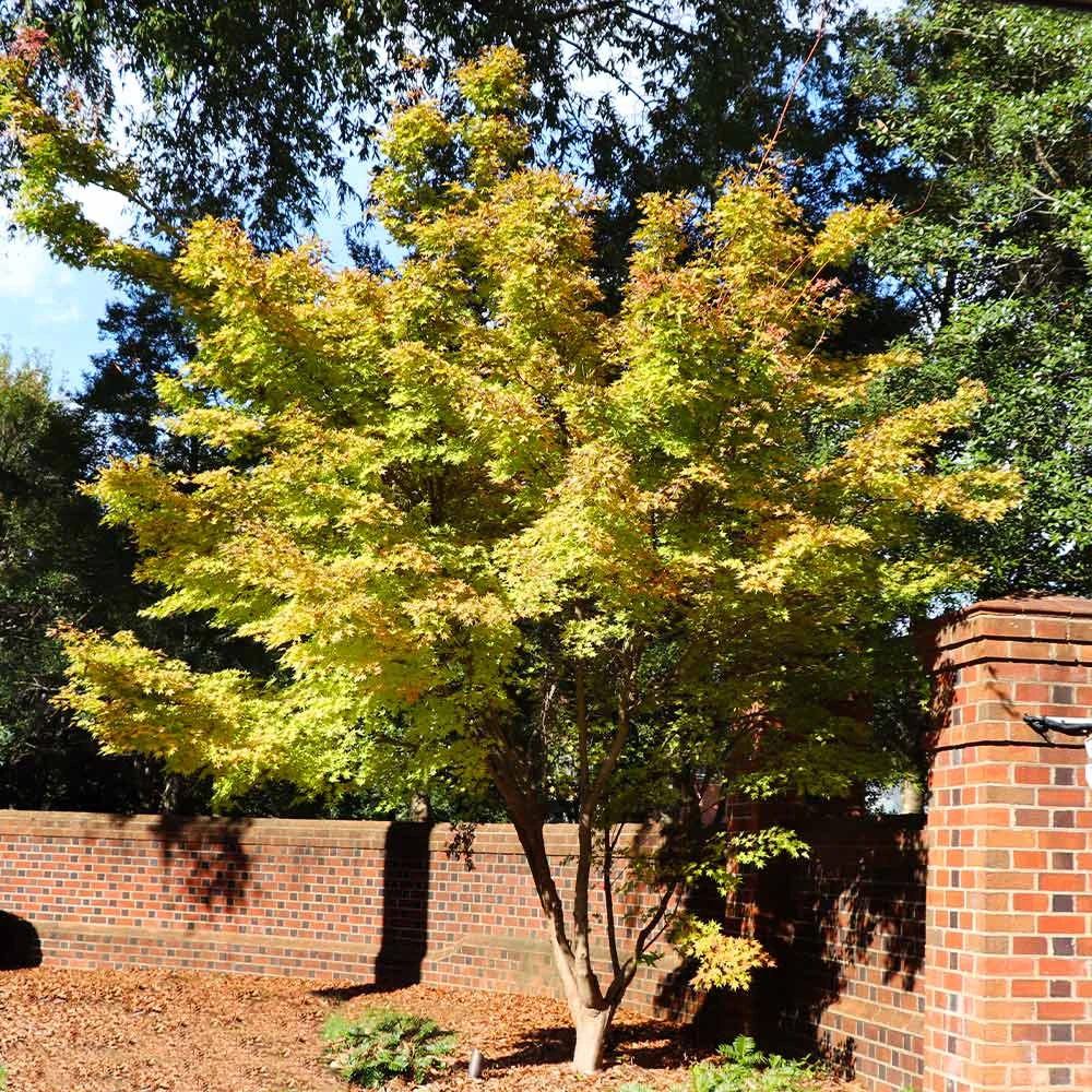 Brighter Blooms Japanese Maples Bihou Japanese Maple Tree 2 Brighter Blooms Japanese Maples Bihou Japanese Maple Tree