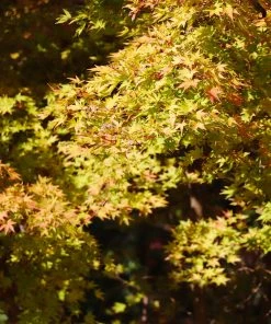 Brighter Blooms Japanese Maples Bihou Japanese Maple Tree 7 Brighter Blooms Japanese Maples Bihou Japanese Maple Tree