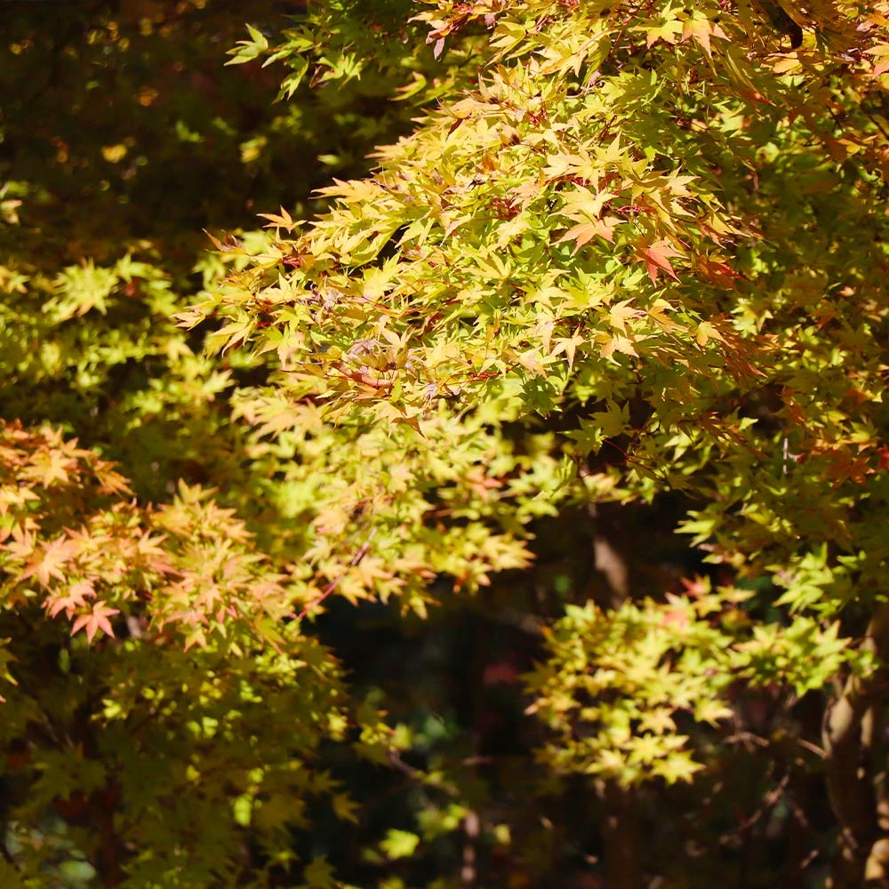 Brighter Blooms Japanese Maples Bihou Japanese Maple Tree 3 Brighter Blooms Japanese Maples Bihou Japanese Maple Tree
