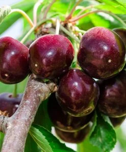 Brighter Blooms Dwarf Bing Cherry Cherry Trees 6 Brighter Blooms Dwarf Bing Cherry Cherry Trees