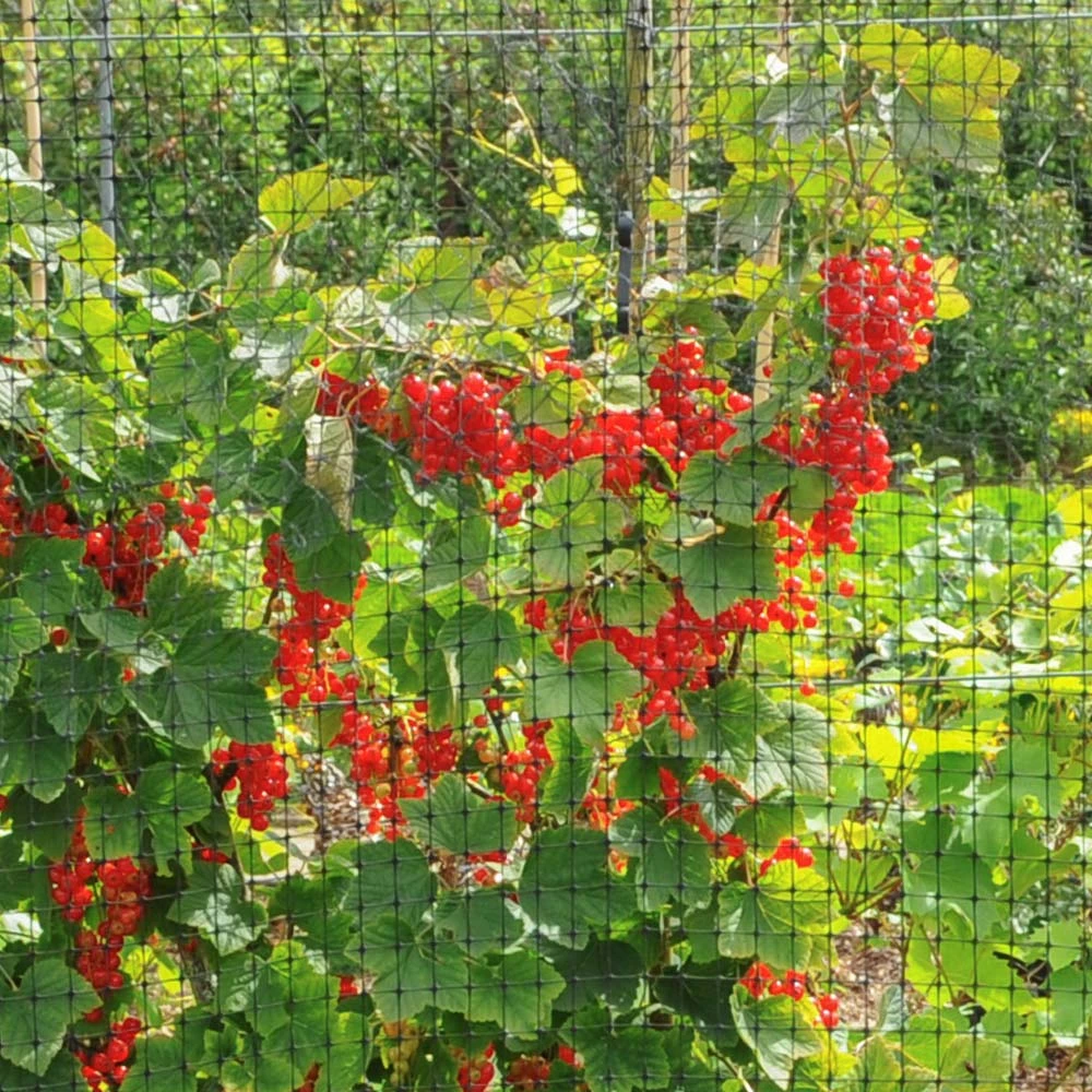 Brighter Blooms Bird Netting Pest & Disease Control 3 Brighter Blooms Bird Netting Pest & Disease Control