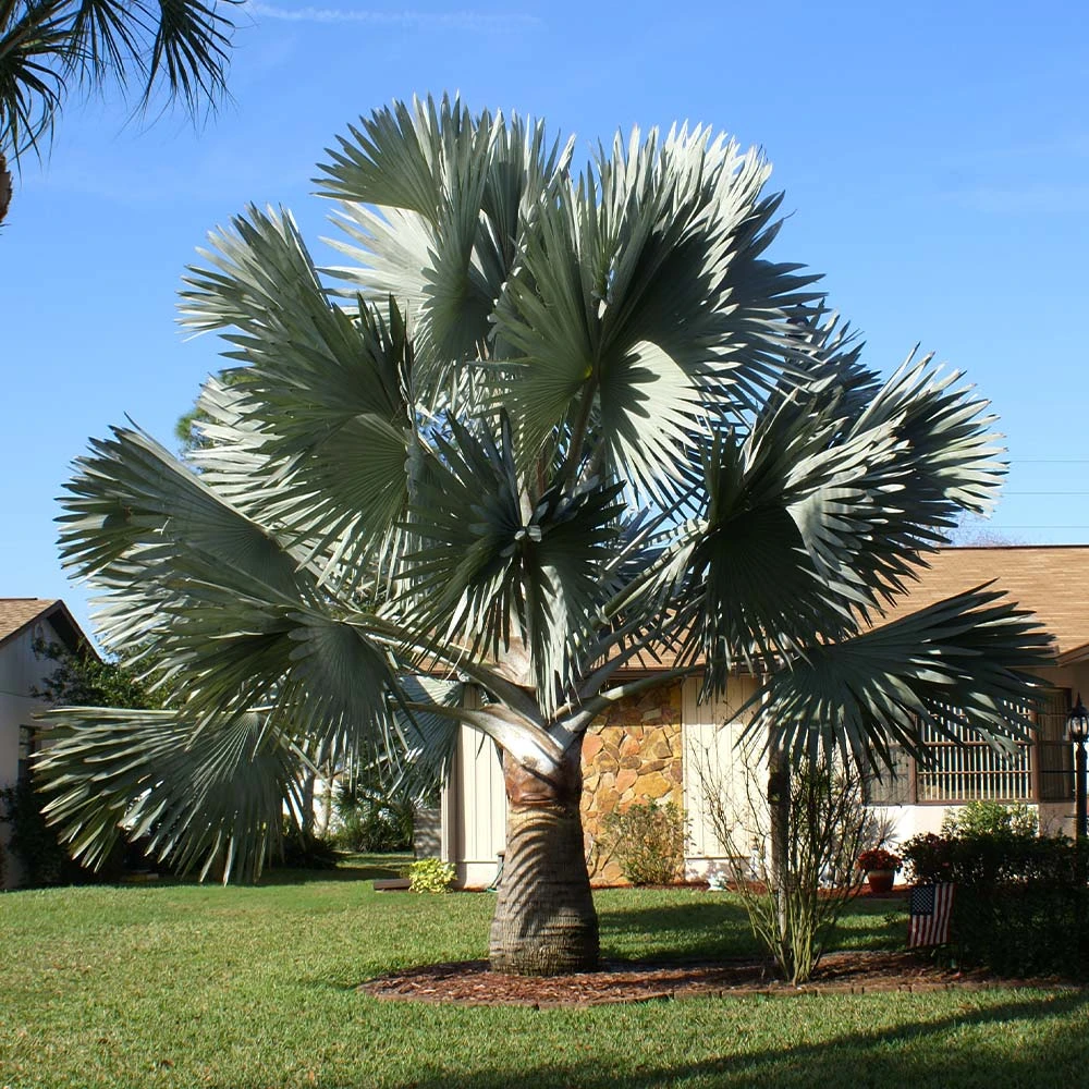 Brighter Blooms Bismarck Palm Tree 4 Brighter Blooms Bismarck Palm Tree