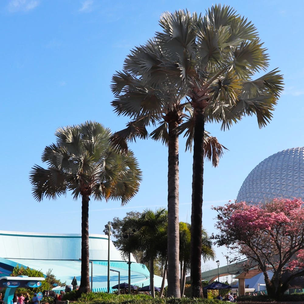 Brighter Blooms Bismarck Palm Tree 3 Brighter Blooms Bismarck Palm Tree