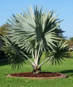 Brighter Blooms Bismarck Palm Tree